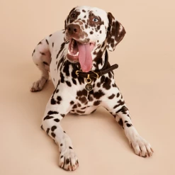 P D PAOLA Letter B Pet Charm