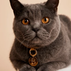 P D PAOLA Letter B Pet Charm