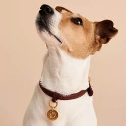 P D PAOLA Letter D Pet Charm