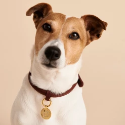 P D PAOLA Letter D Pet Charm