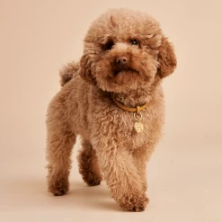 P D PAOLA Letter R Pet Charm