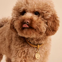 P D PAOLA Letter R Pet Charm