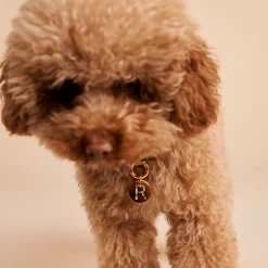 P D PAOLA Letter R Pet Charm