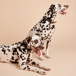 P D PAOLA PET CHARMS Letter S Pet Charm