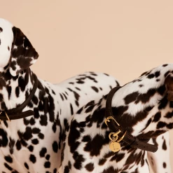 P D PAOLA PET CHARMS Letter S Pet Charm